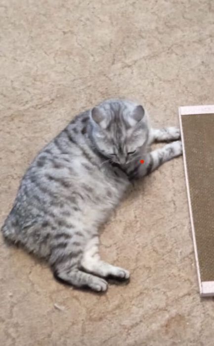 Потерялся кот, окрас серый