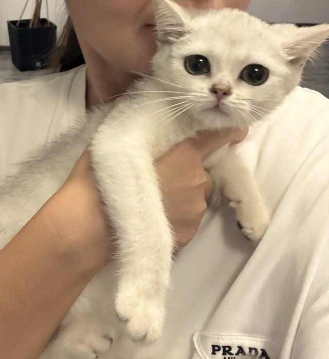 Котенок британской серебристой
