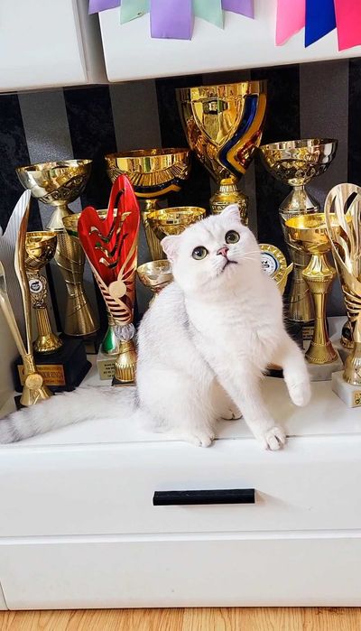 Baiat superb scottish fold cu pedigree