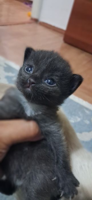 Отдам котенка в добрые руки
