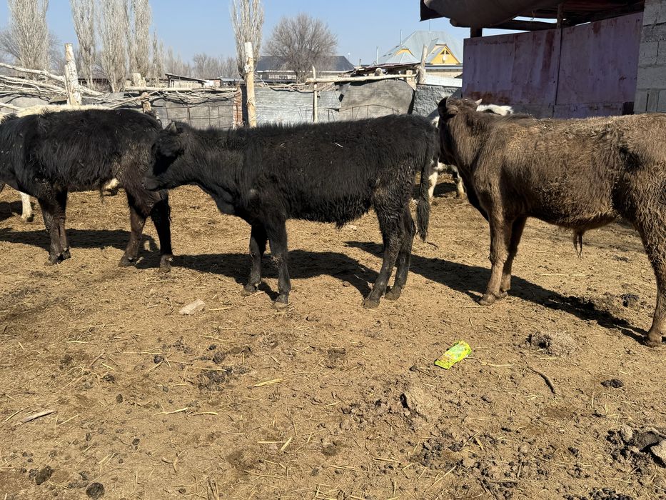 Бычоктар сатылады 20 бас бұқа