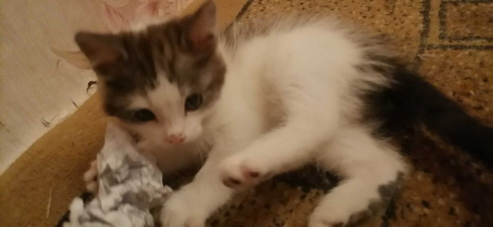 Кошечки домашние, сиамские.