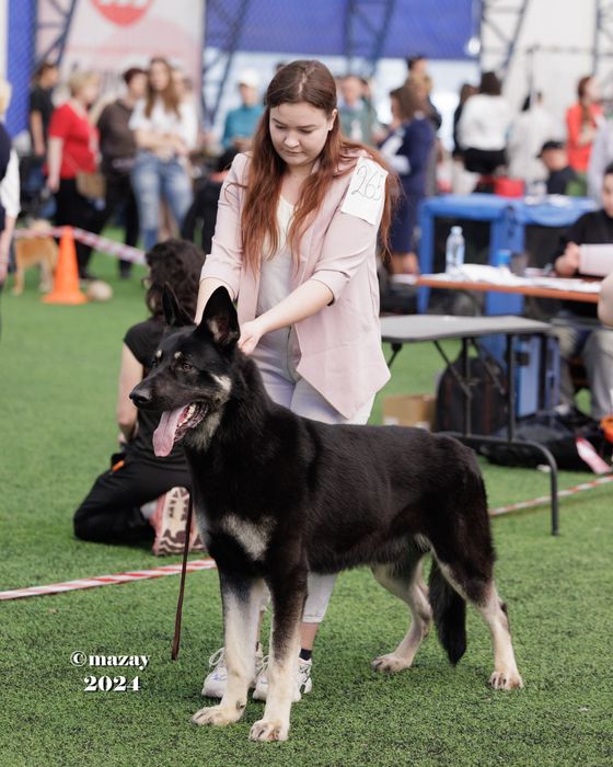 ВЕО вязка кобеля