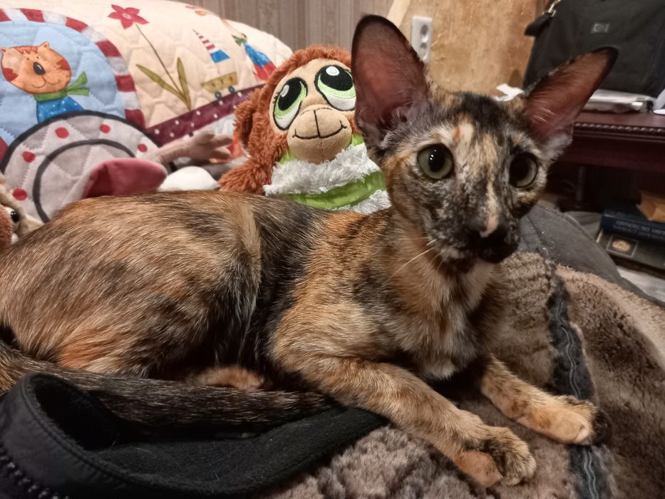 Продам ориентального котенка, девочку