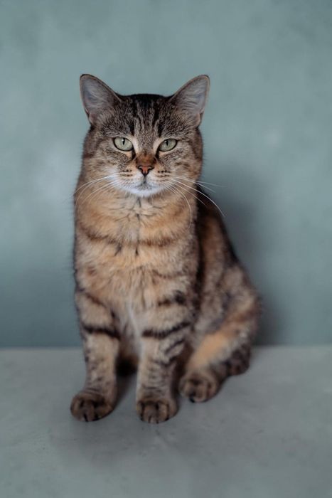 Кошечка Полли ищет дом!