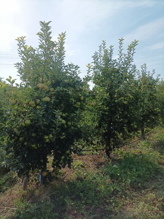 Ябълкова градина