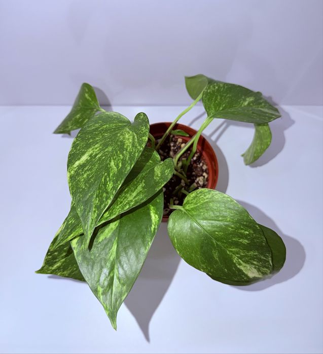 Эпипремнум, комнатные растения, комнатные цветы