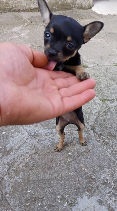 Продавам мъжко чихуахуа