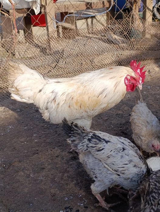 Продаются молодые петушки