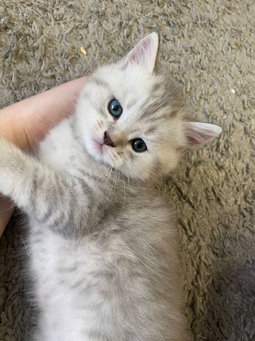 Животные котята .