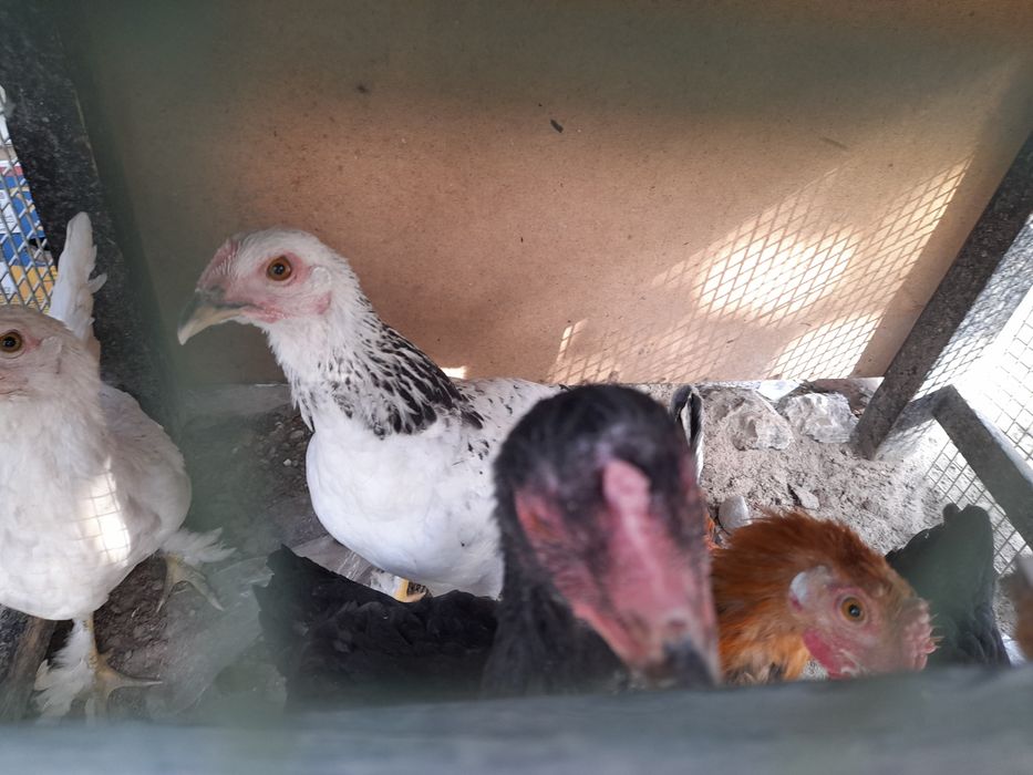 4 oylik xonagi jujalar