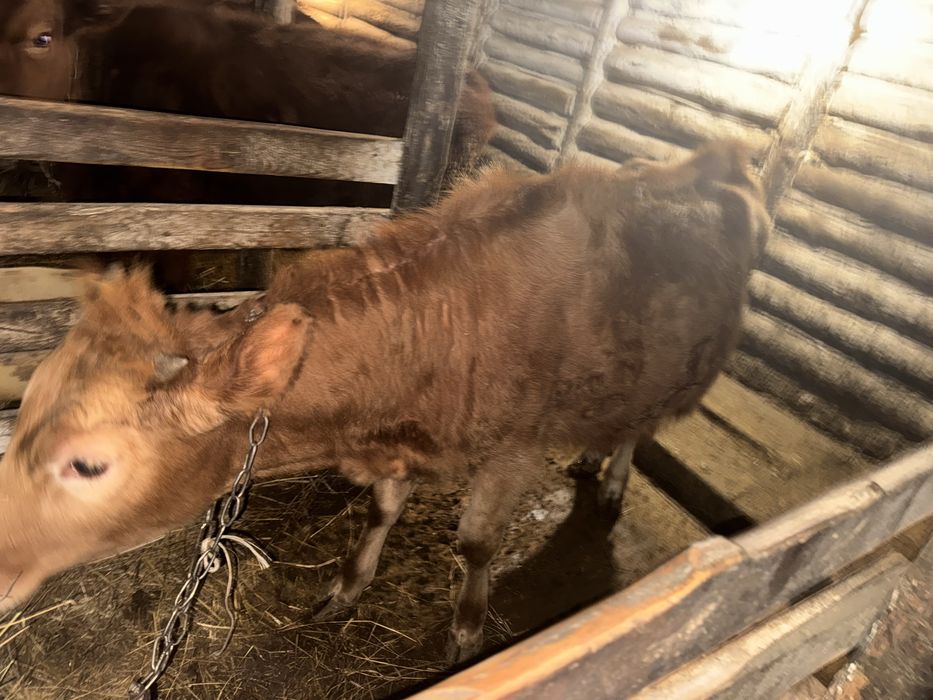 Продам телочку 10 месяцов