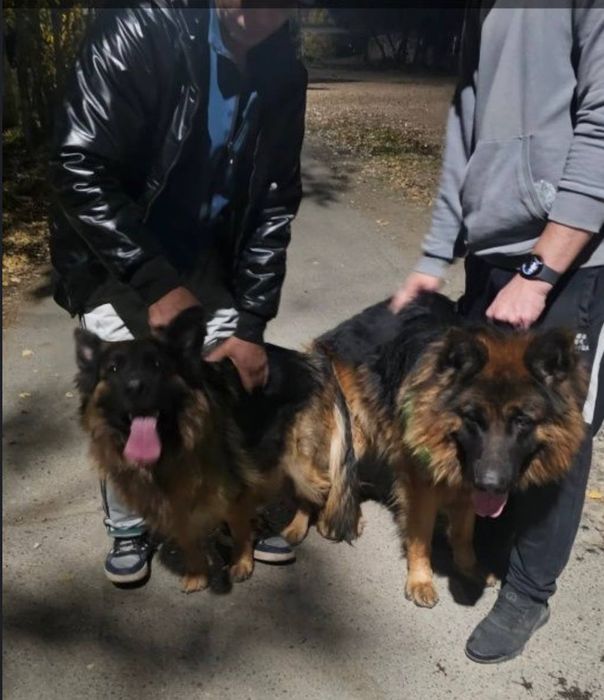 НЕМЦКАЯ АВЧАРКА длиношерстная