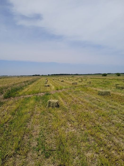 Продам люцерну (эспарцет) в тюках.
