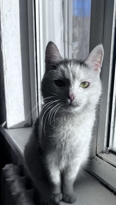 кошечка нуждается в хозяевах