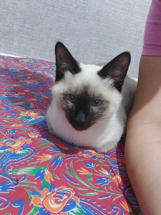 Кошка Сиамской погоды мальчик