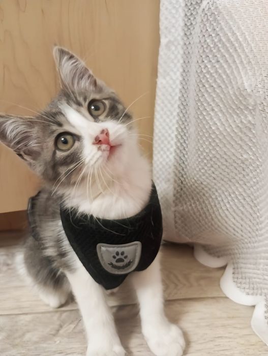 Отдаётся котёнок мальчик в добрые руки!