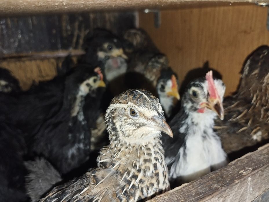 Бентамкалар балапандары.