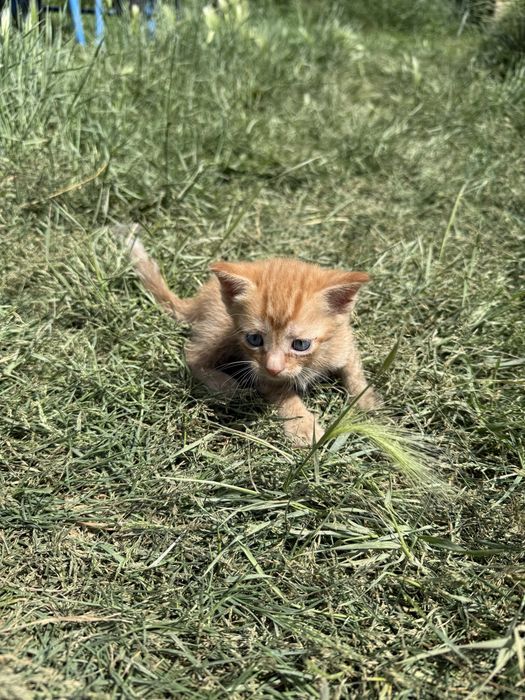 Отдам котят в добрые руки