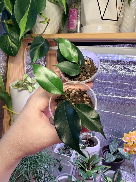 Комнатные цветы пррдам