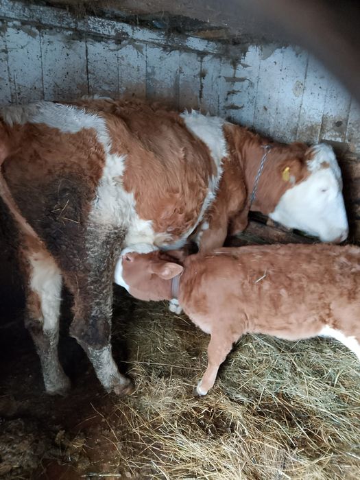 Se vând 2 vaci   tinere si cuminti