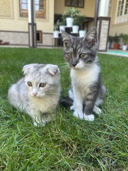 Scottish Fold кошечка/Chiroyli urg‘ochi Scottish mushukcha sotiladi