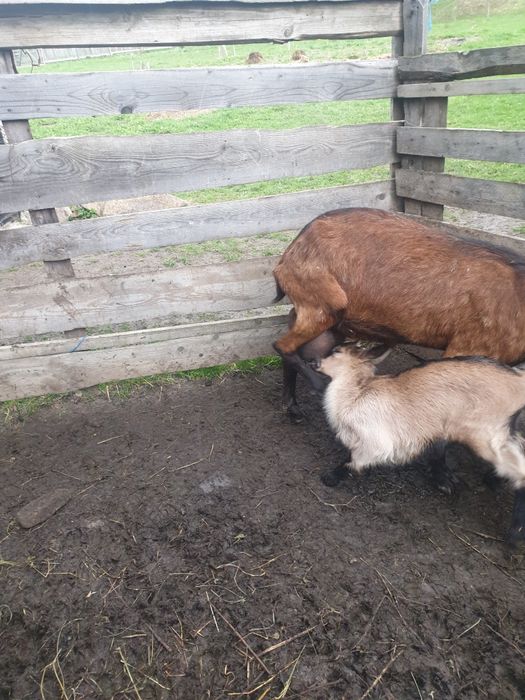 Vând capra alpin franceza, ciuta genetic la a treia fatare,