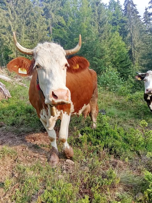 Vind Vacă bună de lapte