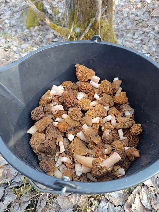 Zbârciogi proaspete sau deshidratate