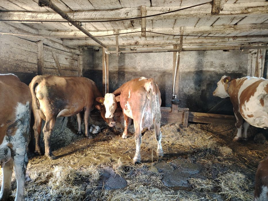 Vaci de vânzare prima fătare