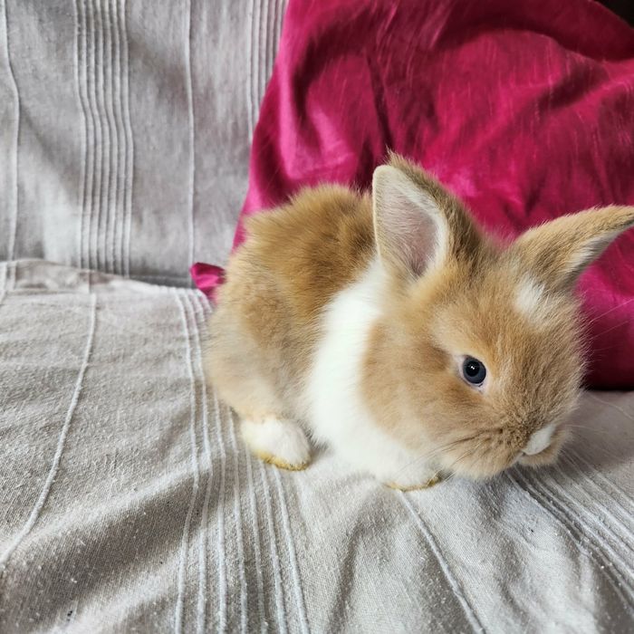 Iepurasi  cauta familie