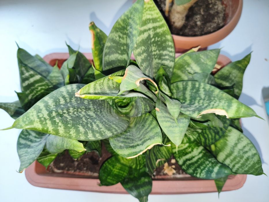 Продам цветы комнатные