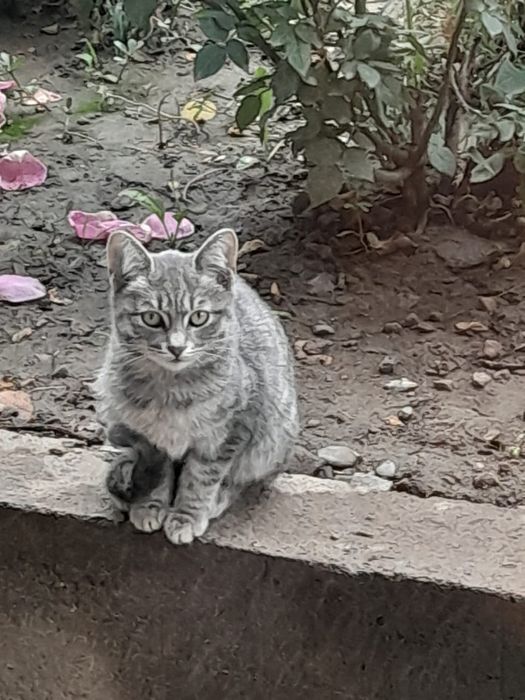 Котята мальчики отдам