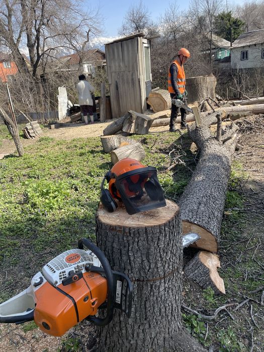 Спил дерева,сруб деревьев.
