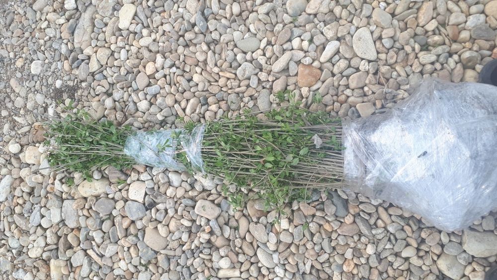 Gard viu lemn cainesc