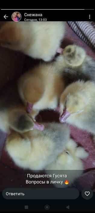 суточные гусята линдовские