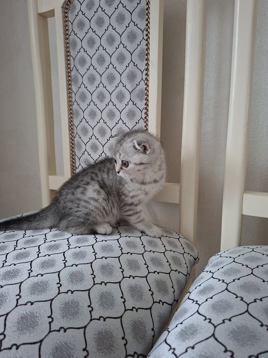 Скоттиш фолд девочка