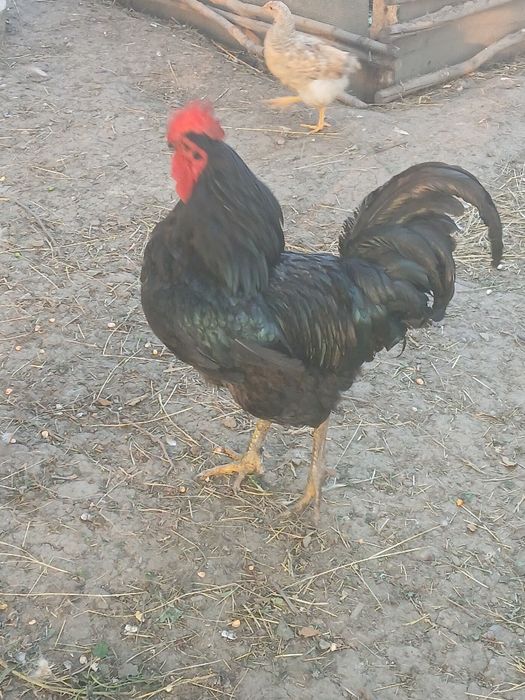 Cocoș australorp