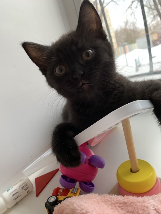 Отдадим кошечку в добрые руки