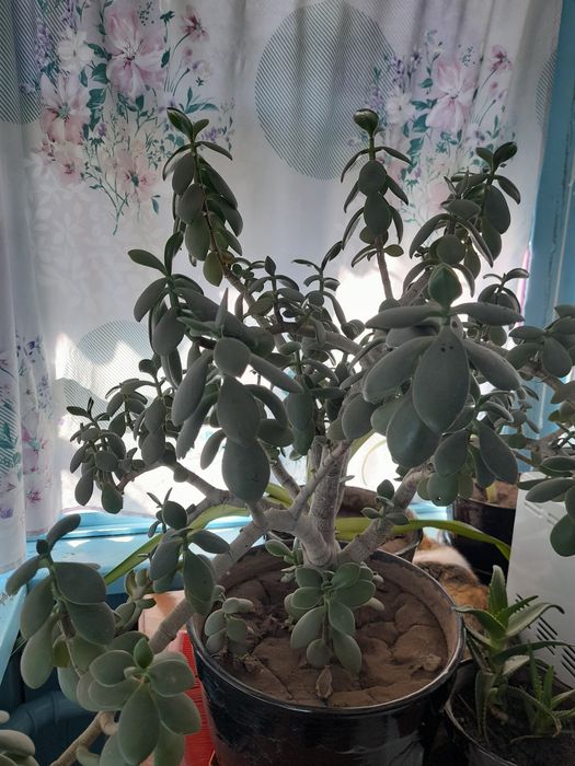 Продаю цветок- денежное дерево