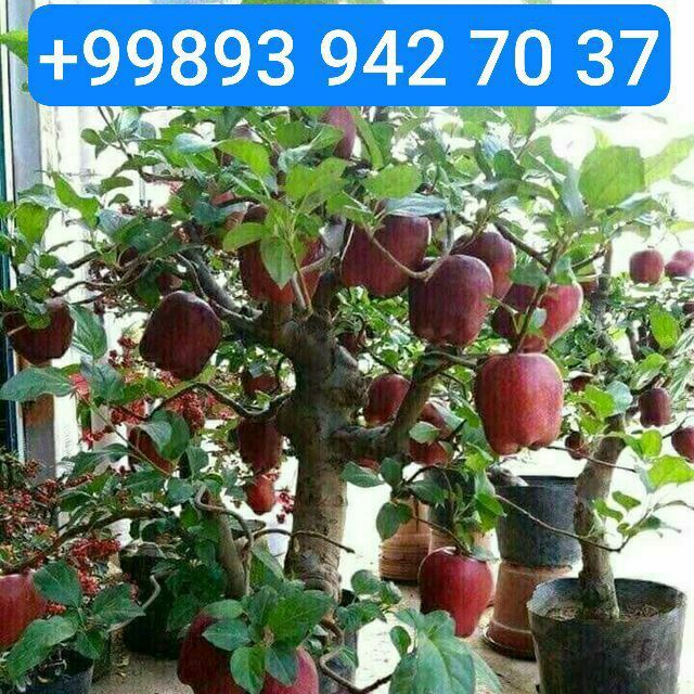 Mevali ko'chatlar oliy navli