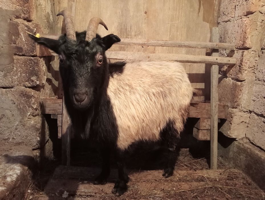 Ешкі серкешік теке текешік