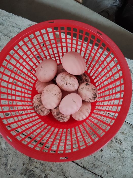 Zakaska brama tovuqlari tuxumlari bor yoki tuxum ocrtb beramz