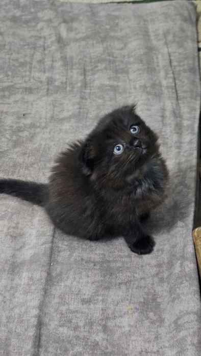 Длинношерстные  Scottish fold