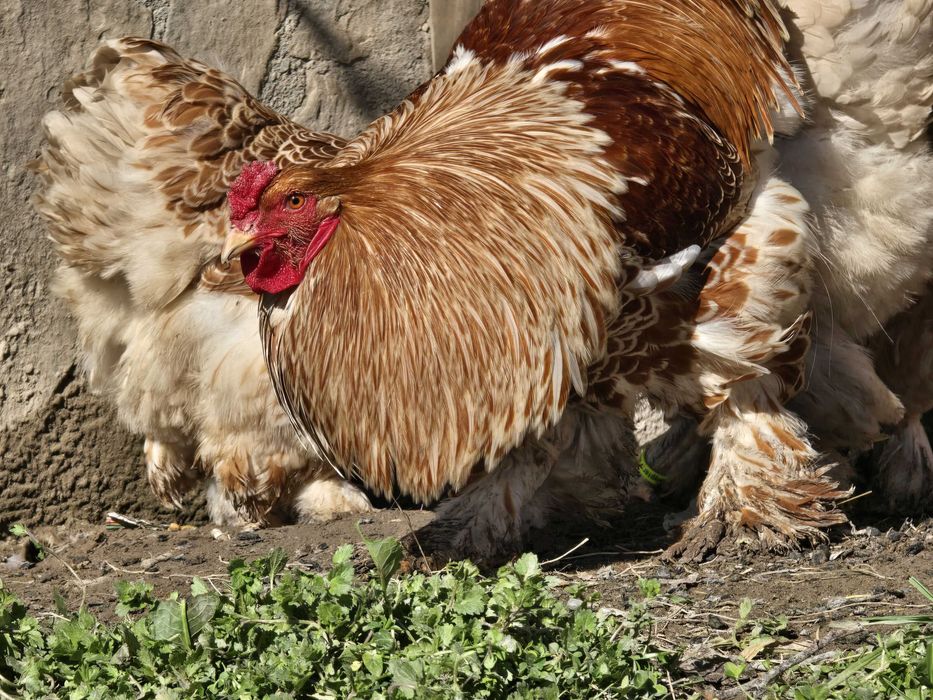 Продавам разплодни яйца от Златно дантелен брама [Buff laced Brahma]