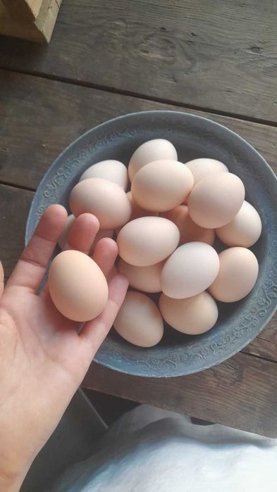 Домашние яйца без ГМО без натурально зарание звонит