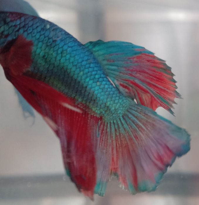 Аквариум на 12 литров