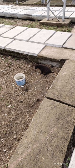 Щенок в добрые руки