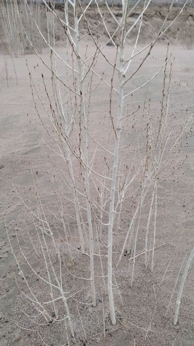 Дерево(тополь) терек ағашы