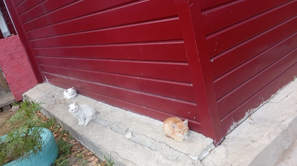 Отдам котят в добрые руки